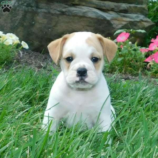 Jasper, Miniature Bulldog Puppy